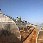 Industrial Poly Tunnels For Gardens Head Roof Yellow Film Tunnel Greenhouse