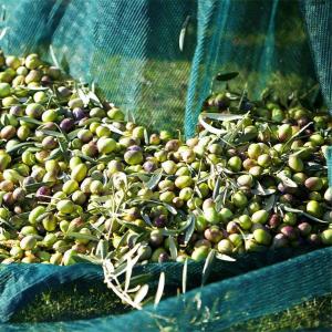 China hdpe material Olive Catching net wholesale