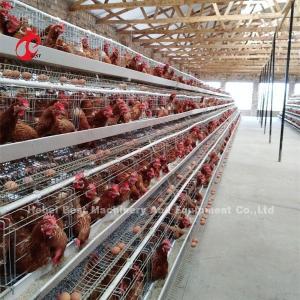 China Professional Layer Battery Cage Install In Nigeria Automatic Chicken Cage Doris wholesale