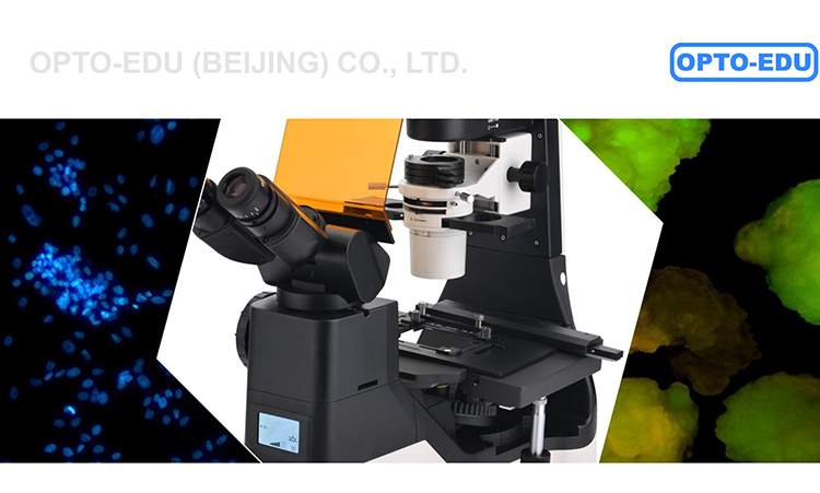 OPTO EDU A16.1065 LCD Screen Inverted LED Fluorescent Microscope Tiltable Binocular Photo Port On Side