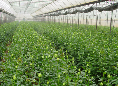Multi Span Polyethylene Plastic Sheeting Greenhouse Arched Roof Top Height 4.0-8.0m