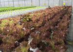 Eco Friendly NFT Hydroponic System Water Saving With Automated Management