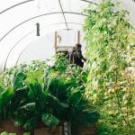 Agriculture Plants Growing Farming Polyethylene Film Single Span Tunnel Plastic