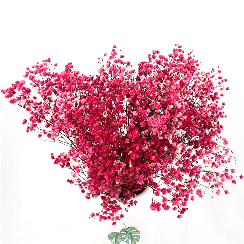 Indoor Decoration Preserved Babys Breath For Decorating Living Room