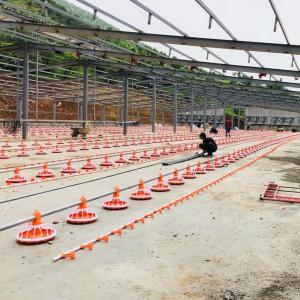 China 4 Pan/3m Poultry Farm Equipment 380v Automatic Feeding System wholesale