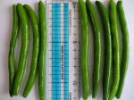 IQF Frozen Green Beans S , M Size