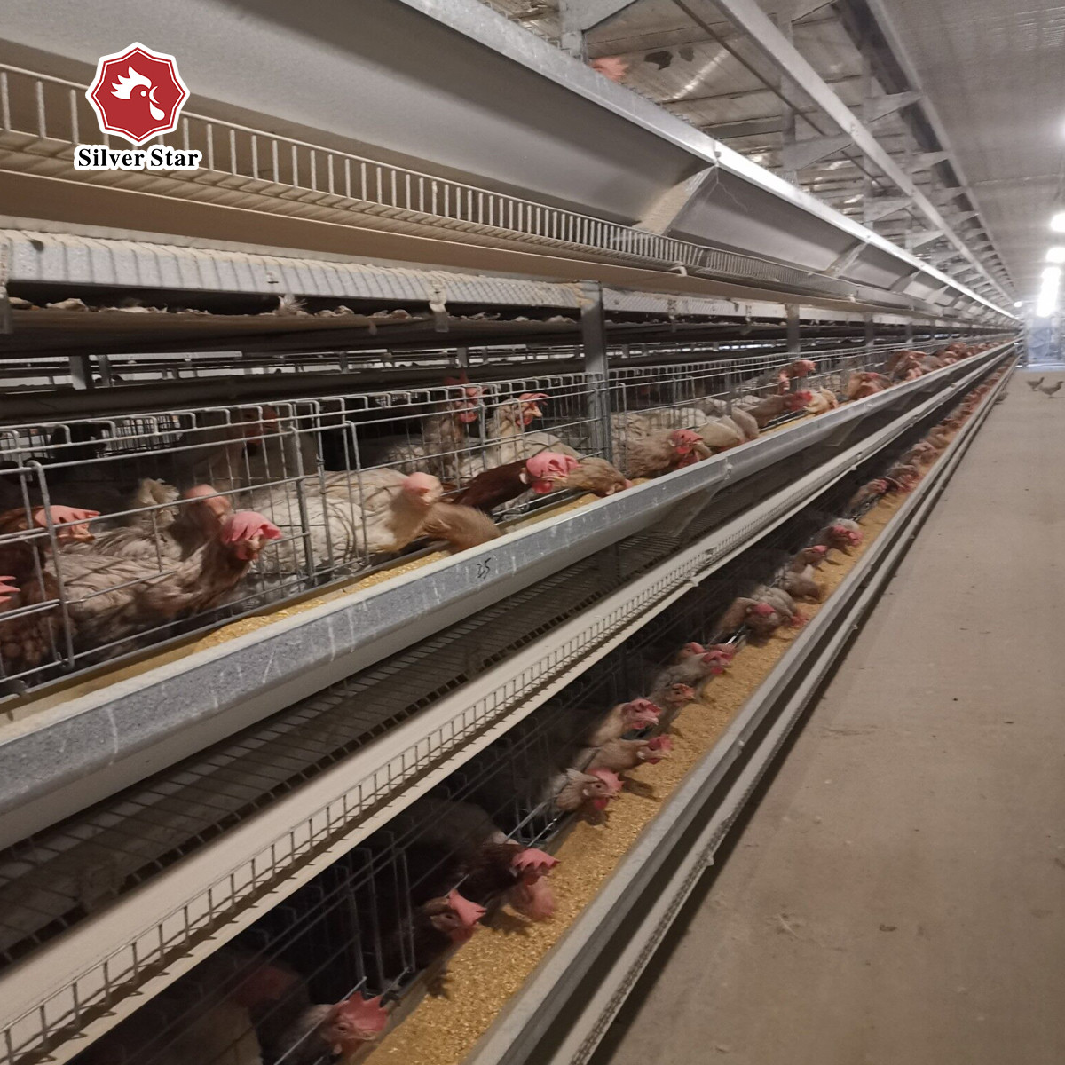 1950×2300×2000 Poultry Farm Laying Hens Cage A Type 3,4 Tiers Egg Layer Chicken Cages For Chicken Coops