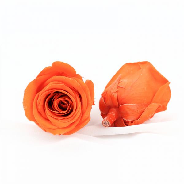 Quality Long Lasting Dia 5-6cm No Pollen Preserved Rose Heads for sale