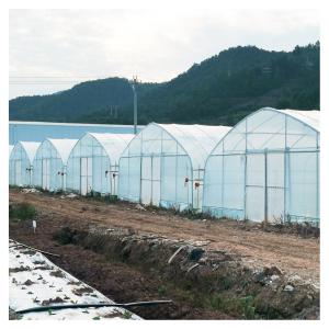 China Stable Structure Polyethylene Film Greenhouse / Vegetable Tomato Plant Greenhouse wholesale