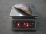 Frozen Tilapia G S 300-500g