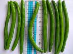 IQF Frozen Green Beans S , M Size