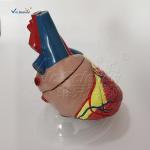 Human Heart Anatomical Model Medical Science Teaching Model