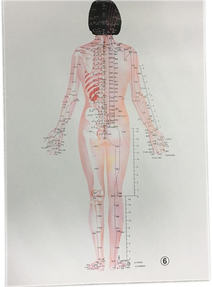 English Acupuncture Wall Chart 7PCS Per Set Human Acupuncture Chart
