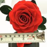 Preserved Roses Flower 12 Roses in Round Gift Box for Wife or Girlfriend rose