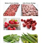 ODM 304 Stainless Steel Lyophilization Equipment Lyophilizer Freeze Dryer