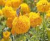 Marigold P.E , Lutein 10% 20% 80% natural colorant , antioxidant, Chinese