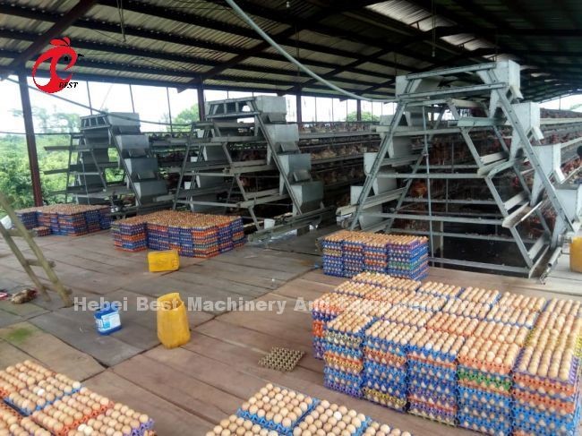 4 Tiers A Type Layer Cage System Automatic Drinking And Feeding Hot Galvanized Adela