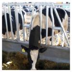 ISO9001 600cm Self Locking Head Gates For Cattle Farm Animals Equipment