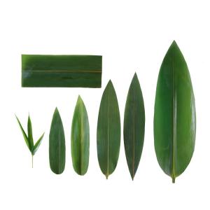 China Serve Sushi with Fresh and Natural Bamboo Leaf Wrappers NO Address Required wholesale