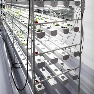 China Strawberry NFT Hydroponics System Soilless Growing PVC Pipe / Channel For Lettuce wholesale