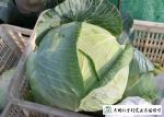 Clean Healthy Fresh Green Cabbage Own Plantation Supply To Supermarket