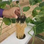 Vertical Farming Soilless Cultivation Hydroponic NFT Square Pipe System