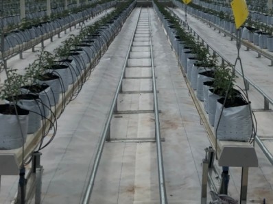 Multi Span Greenhouse Project Management & Advanced Irrigation For Large Farms