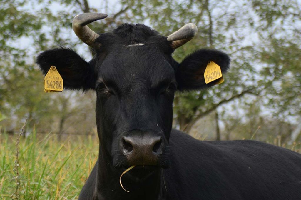 High Flexible Male Pin Cattle Ear Tags Custom Cow Tags Not Easy To Fall Off