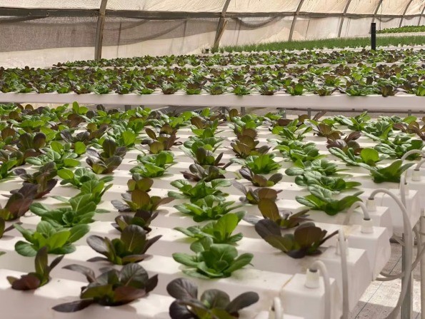 PVC Hydroponic Growing System NFT Pipes For Greenhouse Leafy Vegetables Planting