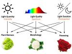 4000lm 300W 3500K Vegetable LED Grow Lights