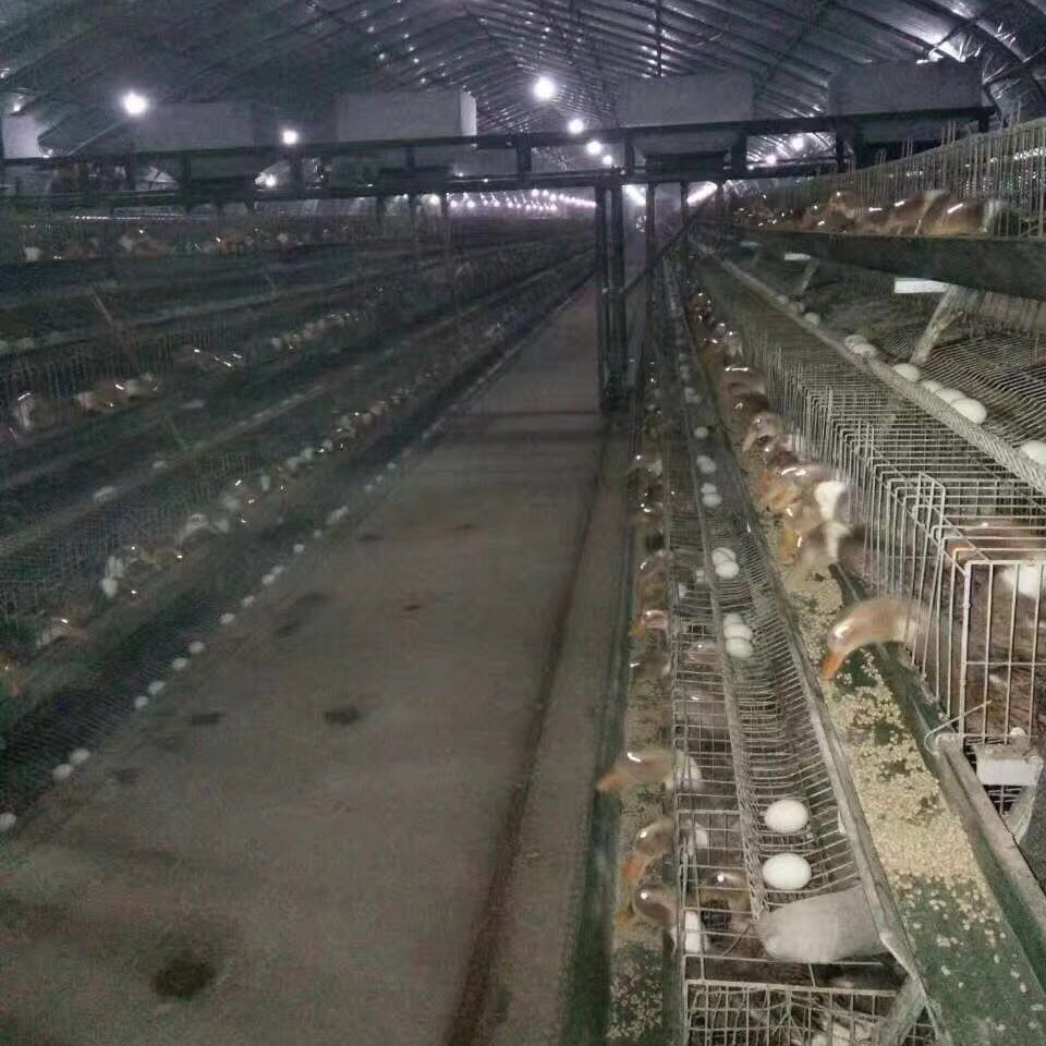 H Type 3/4tiers Hot Galvanized Layer Egg Duck Poultry House Cages Egg Duck Cage