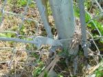 china competitive prices pvc coated wire mesh chain link fence
