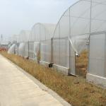 High Tunnel Pe Film Multi Span Greenhouse Automatic Control Agriculture