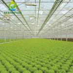 ODM Industrial Agricultural Glass Greenhouse