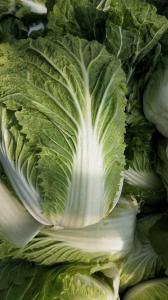China Good Taste Organic Chinese Cabbage Rich In Vitamin C No Fleck Scar wholesale
