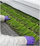 IQF Green Asparagus Spears , Blanched