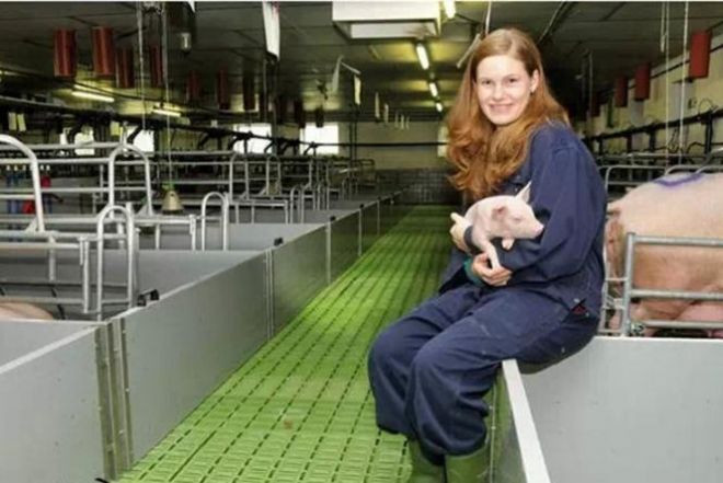 300 Sows Whole Farm Pig Farming Livestock Farm Equipment