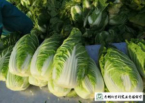 China Salad Factory Chinese Cabbage Plant No Pollution Delicious Cold Resistance wholesale
