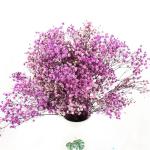 Multicolor Beautiful Dried Flowers Baby'S Breath Wedding Table Decorations