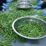 Crop Iqf Frozen Edamame Soybeans Frozen Green Edamame Frozen Soybean In Pods