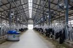 Steel Frame Exhaust Cooling Fan Cattle Sheds Dairy Cow House Hanging Type