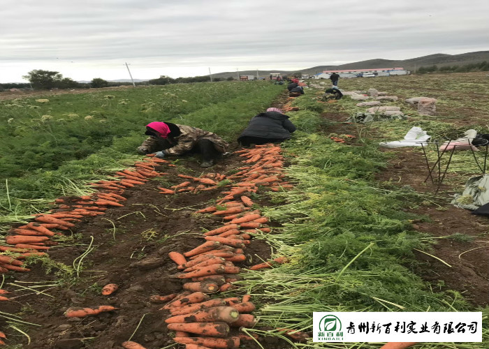 All Natural Fresh Organic Carrots , Fast Growing Carrots No Ripener