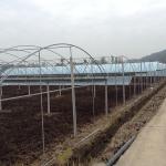 Agriculture Plastic Film Multi Span Greenhouse Tomato Strawberry Hydroponic