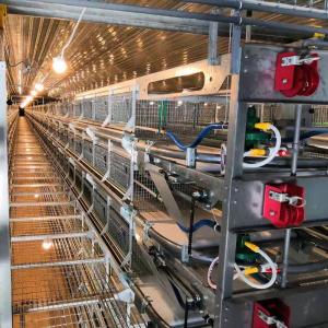 China Poultry Cages For Professional &amp; Economic Egg Production wholesale