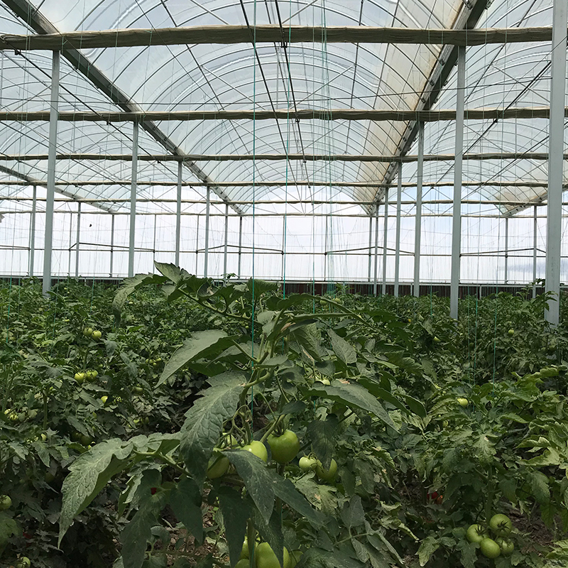 Double Layer Anti Insect Net for Agriculture Greenhouses Cover Plastic Film Effective