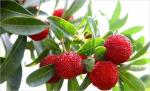 Bayberry bark Extract, Myrica rubra extract, CAS No: 529-44-2, natural