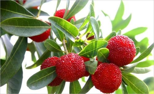 Bayberry bark Extract, Myrica rubra extract, CAS No: 529-44-2, natural