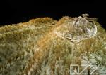 Handcraft Scale Architectural Landscape Model Tanglang Mountain Park