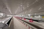 Farming Equipment Poultry Pan Feeding System Automatic Breeder Parent Chicken