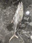 100% Natural IQF 20kg Up Seafrozen Yellowfin Tuna WR